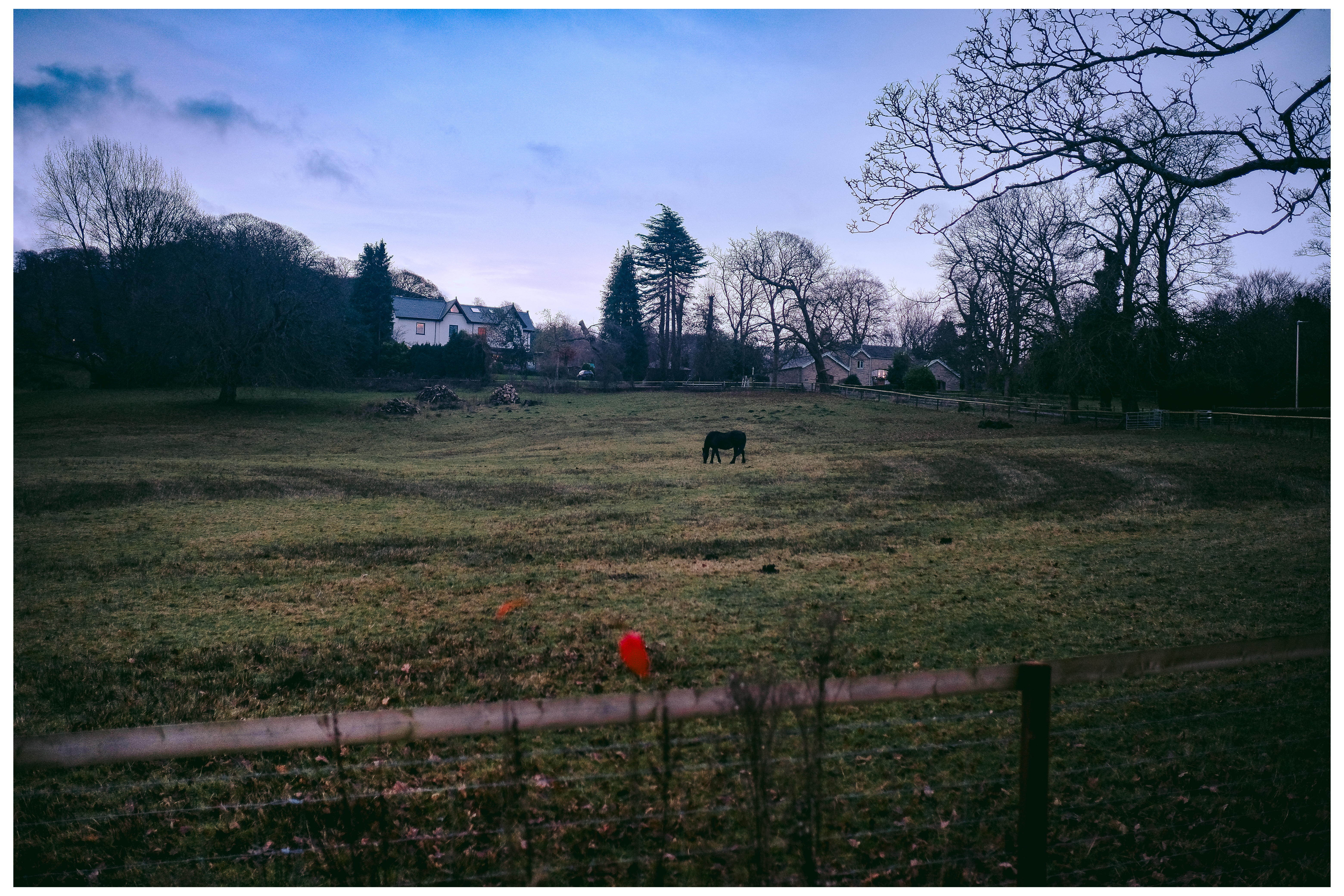 Horse grazing in a field at blue hour 